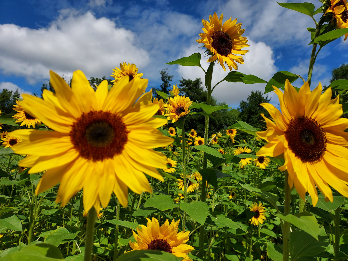 Sonnenblumen in der Südpfalz