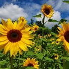 Sonnenblumen in der Südpfalz