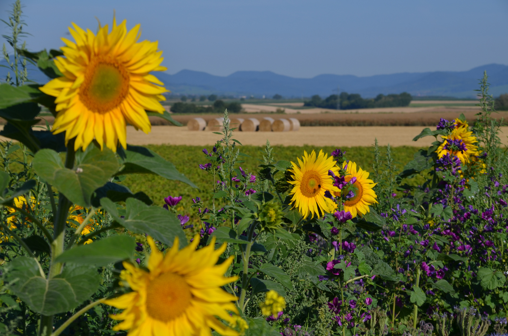 Sonnenblumen in der Südpfalz