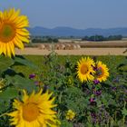 Sonnenblumen in der Südpfalz