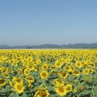 Sonnenblumen in der Südpfalz