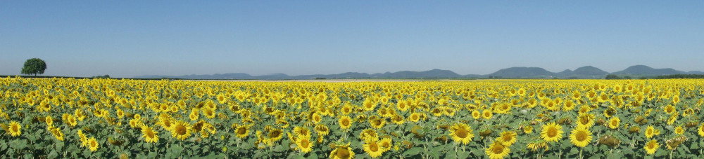 Sonnenblumen in der Südpfalz