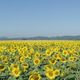 Sonnenblumen in der Sdpfalz