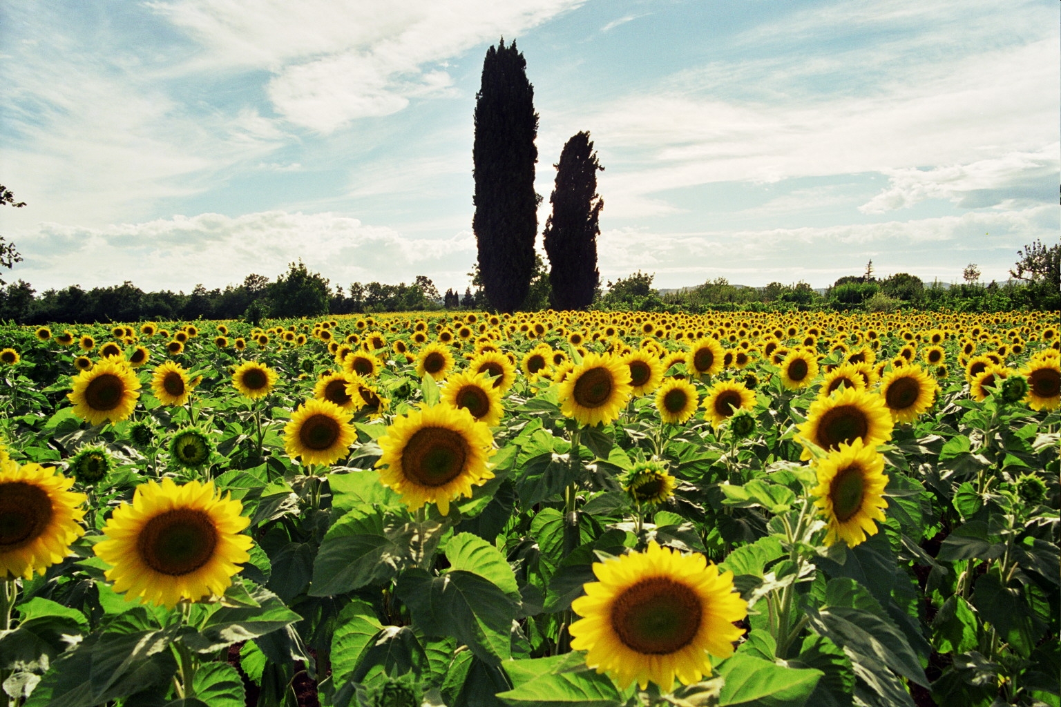 Sonnenblumen in der Toscana