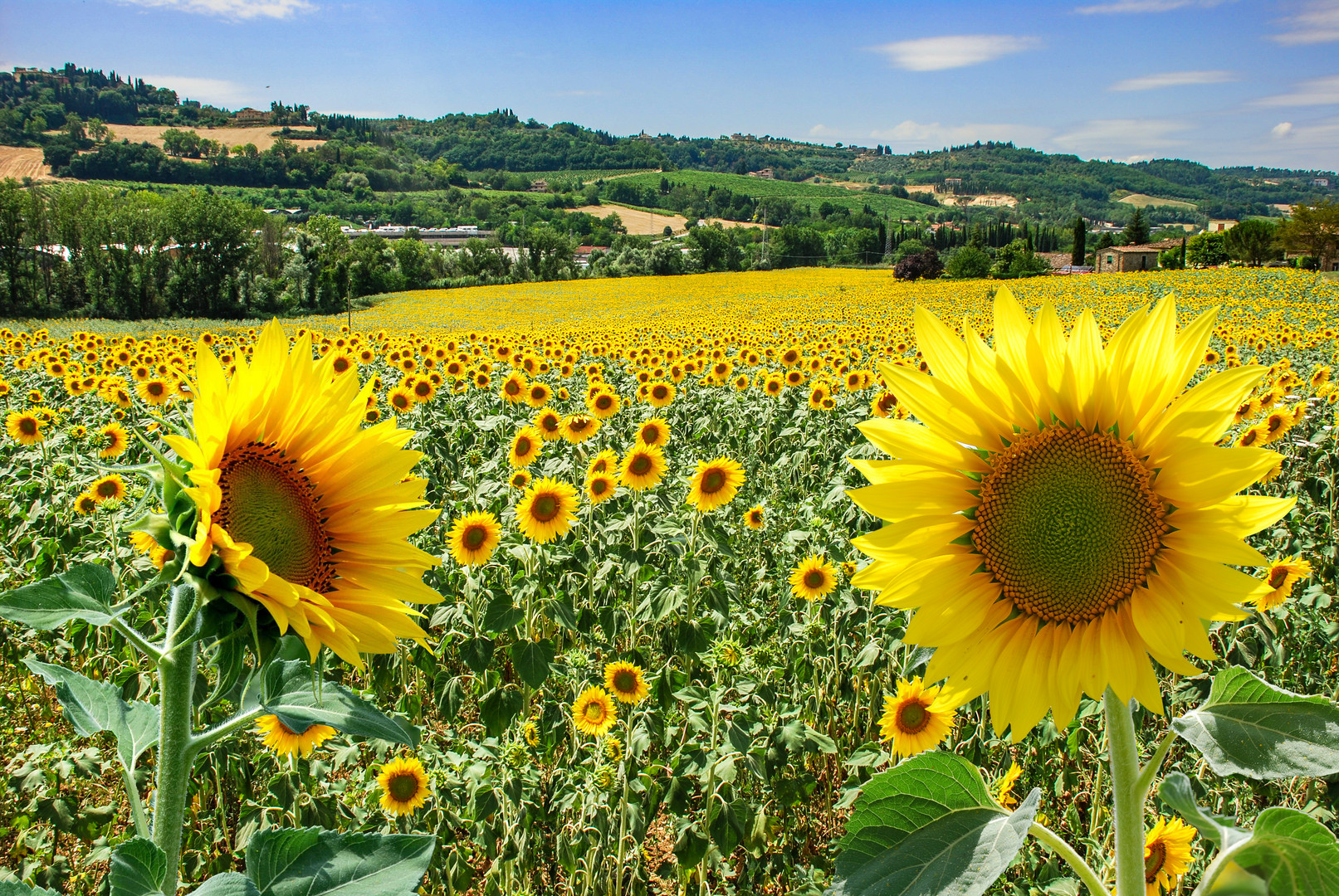 Sonnenblumen in der Toscana