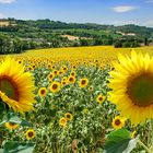 Sonnenblumen in der Toscana