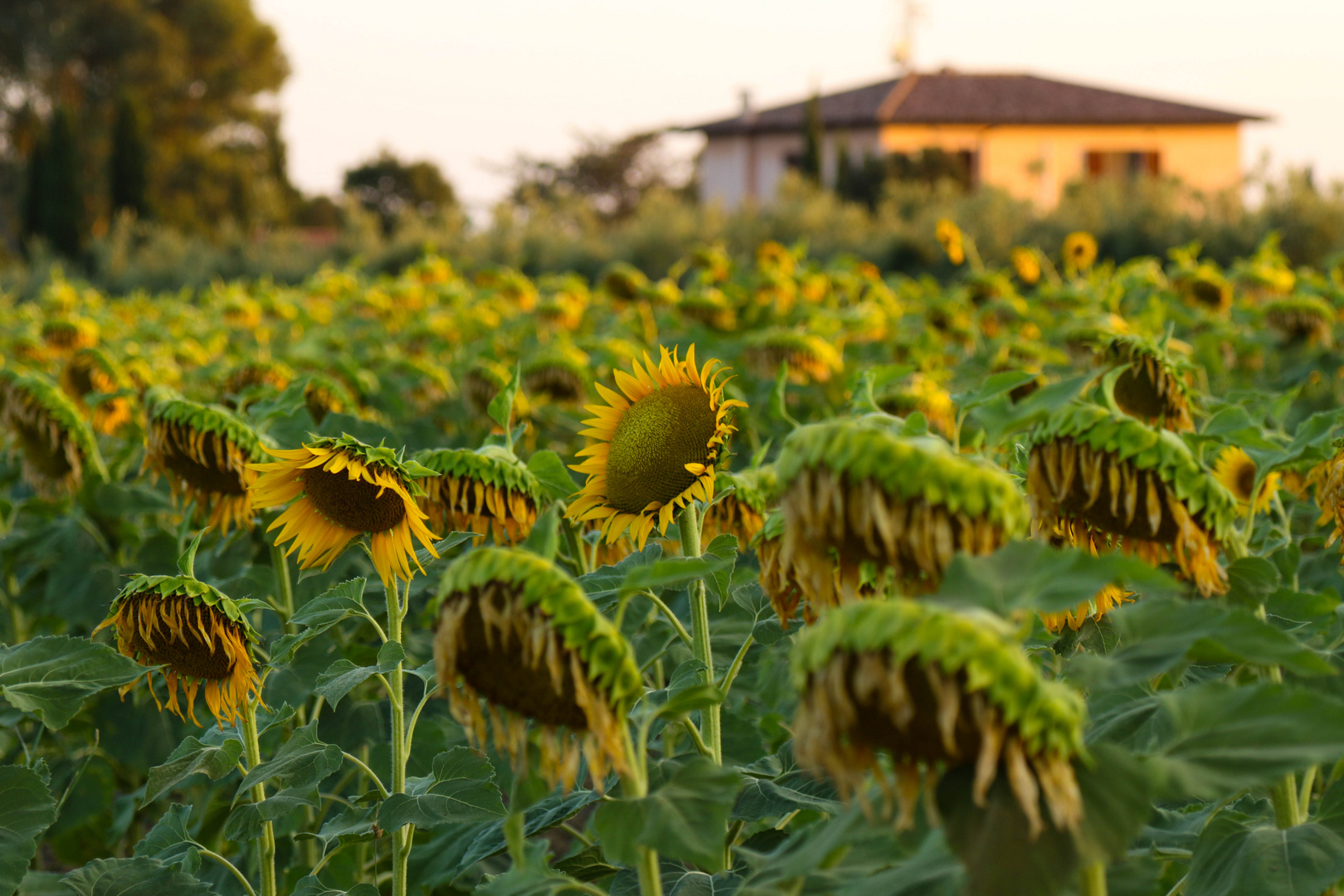 Sonnenblumen in der Toscana