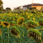 Sonnenblumen in der Toscana