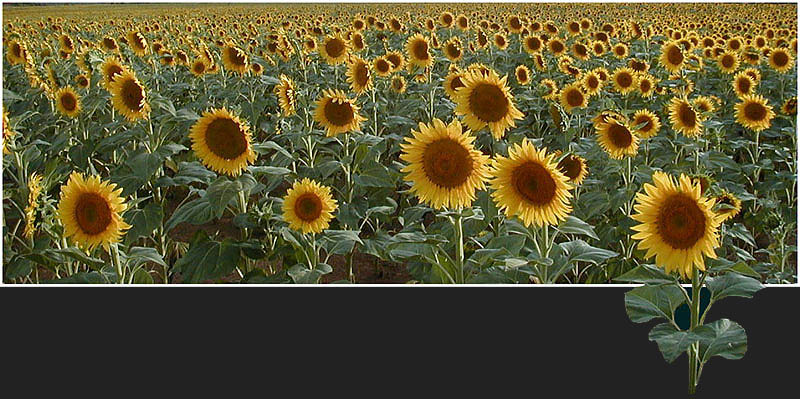 Sonnenblumen in der Toskana