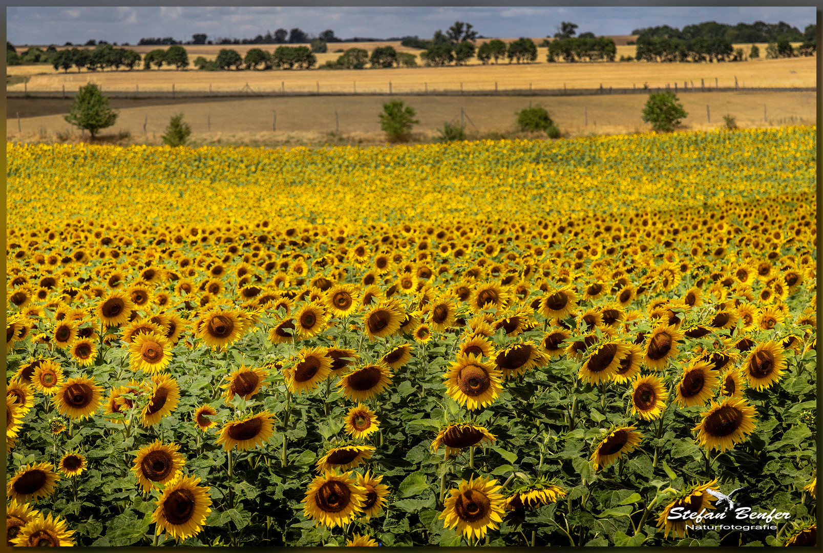 Sonnenblumen in der Uckermark