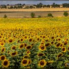 Sonnenblumen in der Uckermark