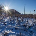 Sonnenblumen in der Wintersonne!