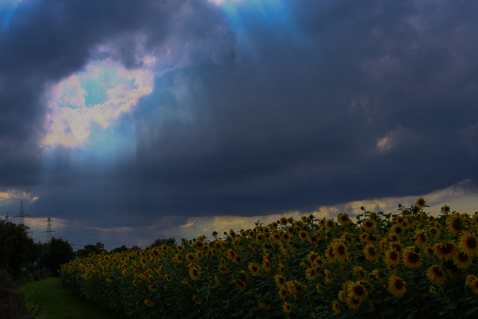 Sonnenblumen in einem Gewitter