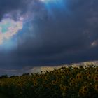 Sonnenblumen in einem Gewitter