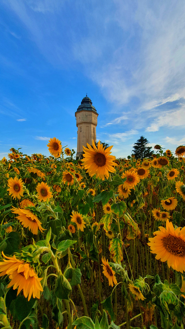 Sonnenblumen in Engelsdorf..bei Leipzig