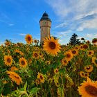 Sonnenblumen in Engelsdorf..bei Leipzig