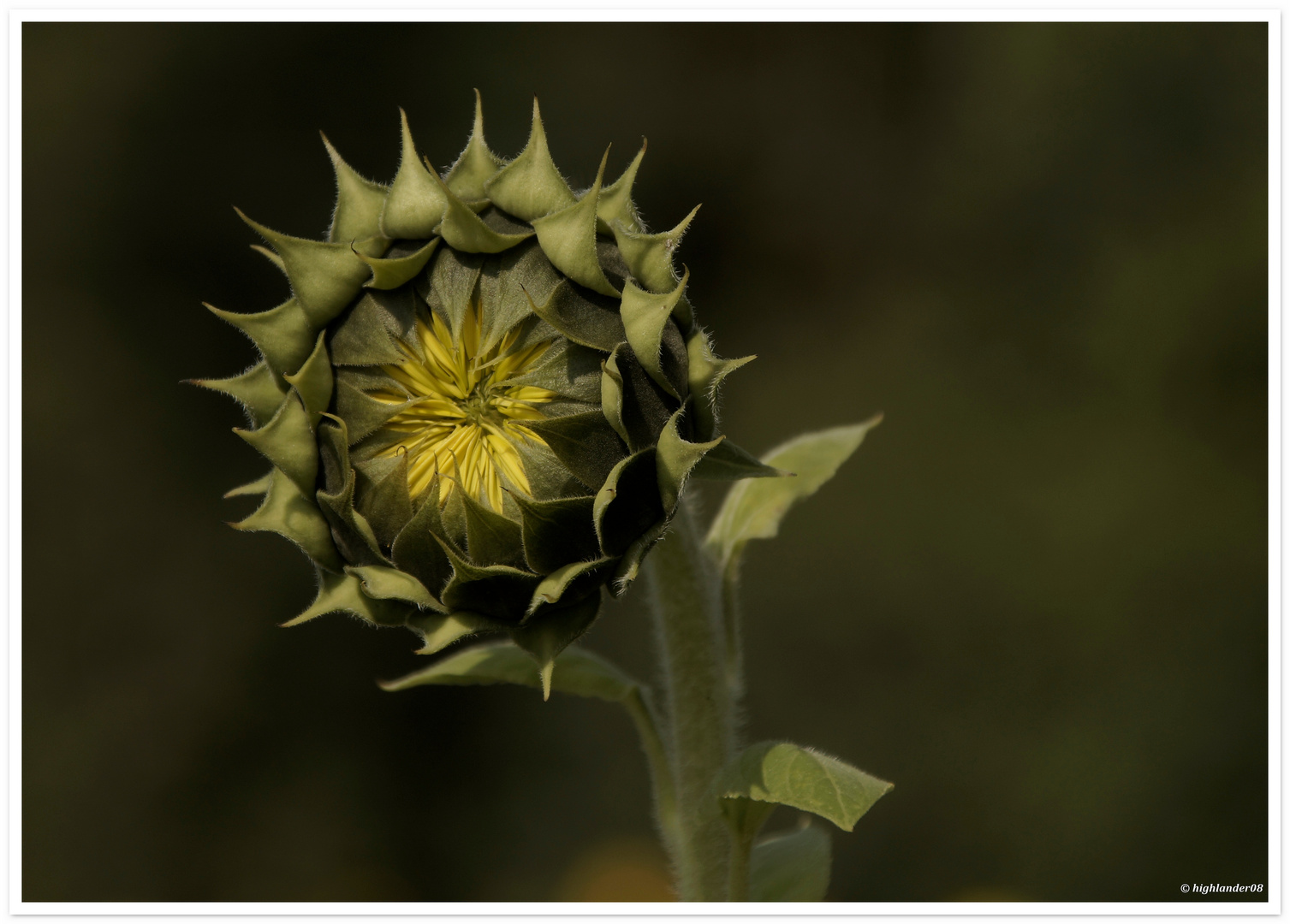 Sonnenblumen in Entwicklung