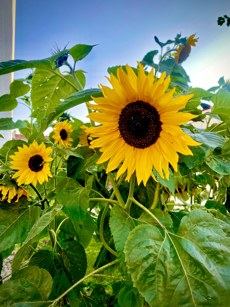 Sonnenblumen in Köpenick