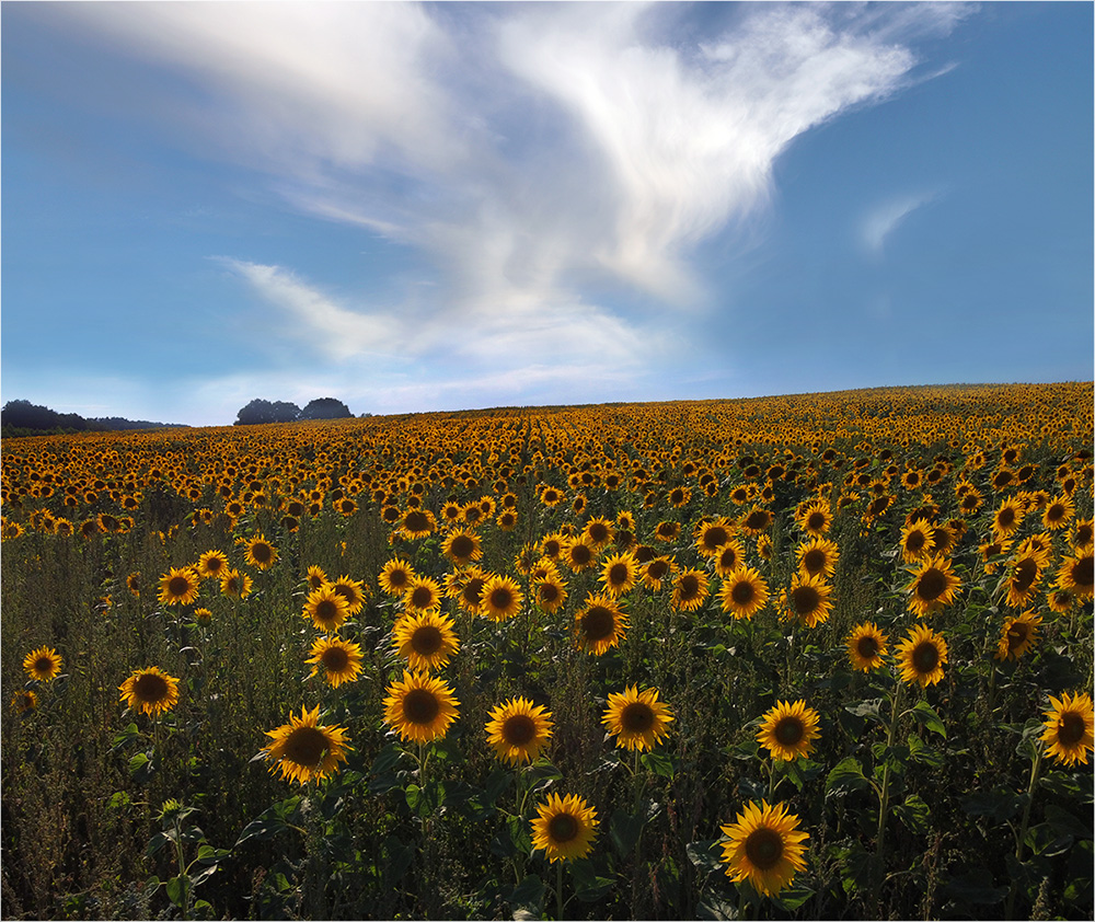 Sonnenblumen in M-V