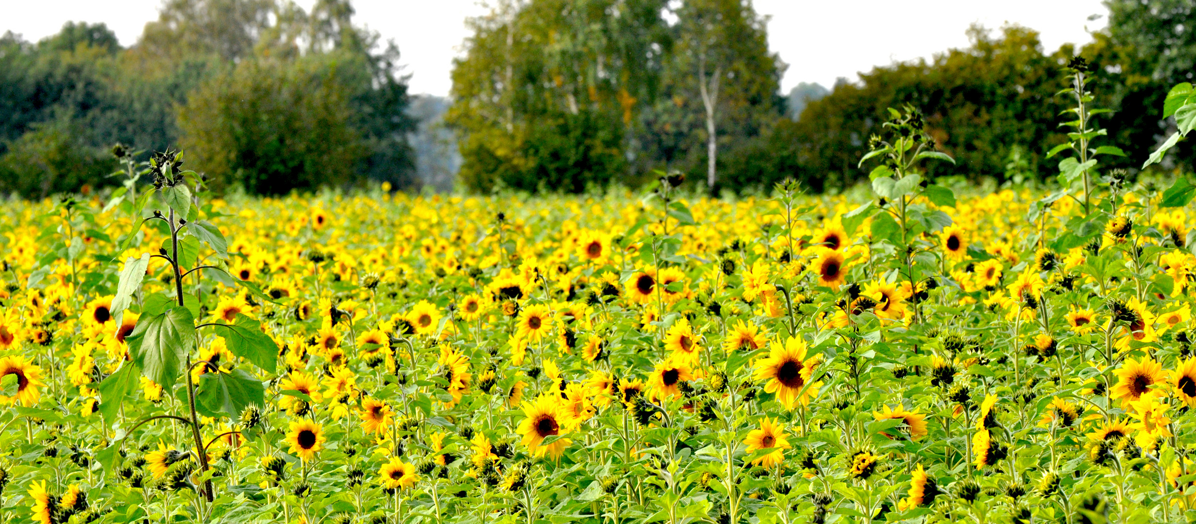 Sonnenblumen in Nienborg