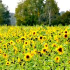 Sonnenblumen in Nienborg