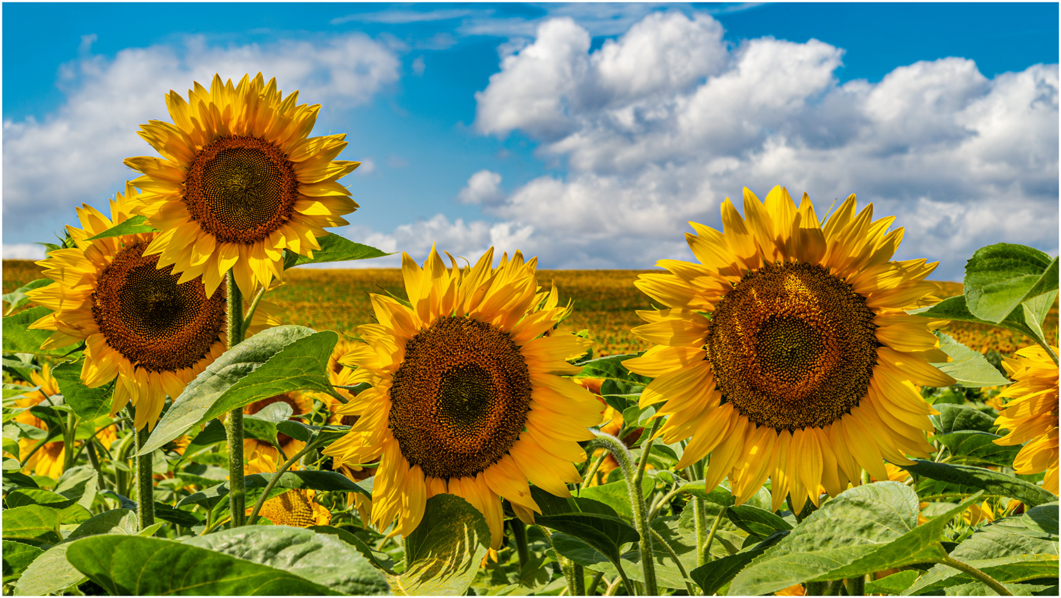 Sonnenblumen in Oberfranken 