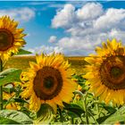 Sonnenblumen in Oberfranken 