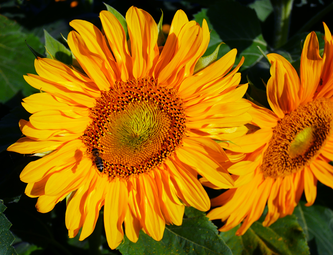 Sonnenblumen in Oberösterreich