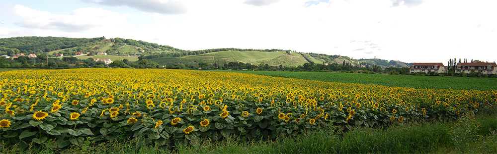 Sonnenblumen in Radebeul
