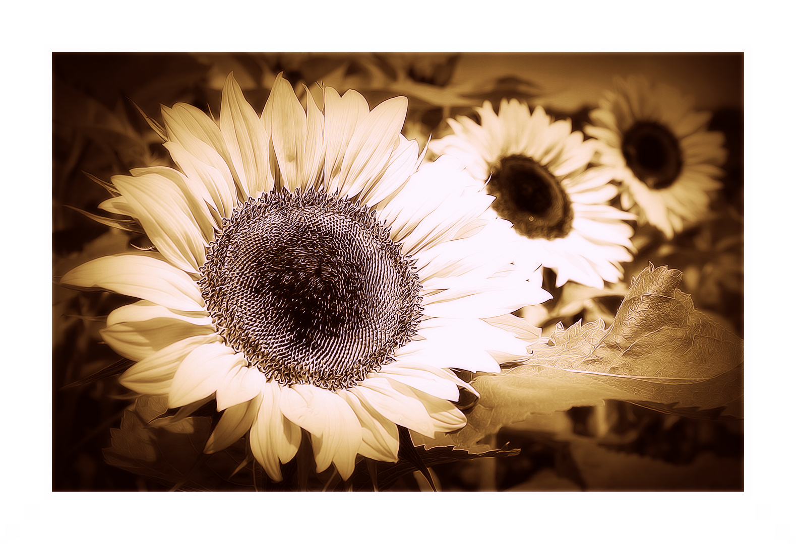 "Sonnenblumen in Reih und Glied"