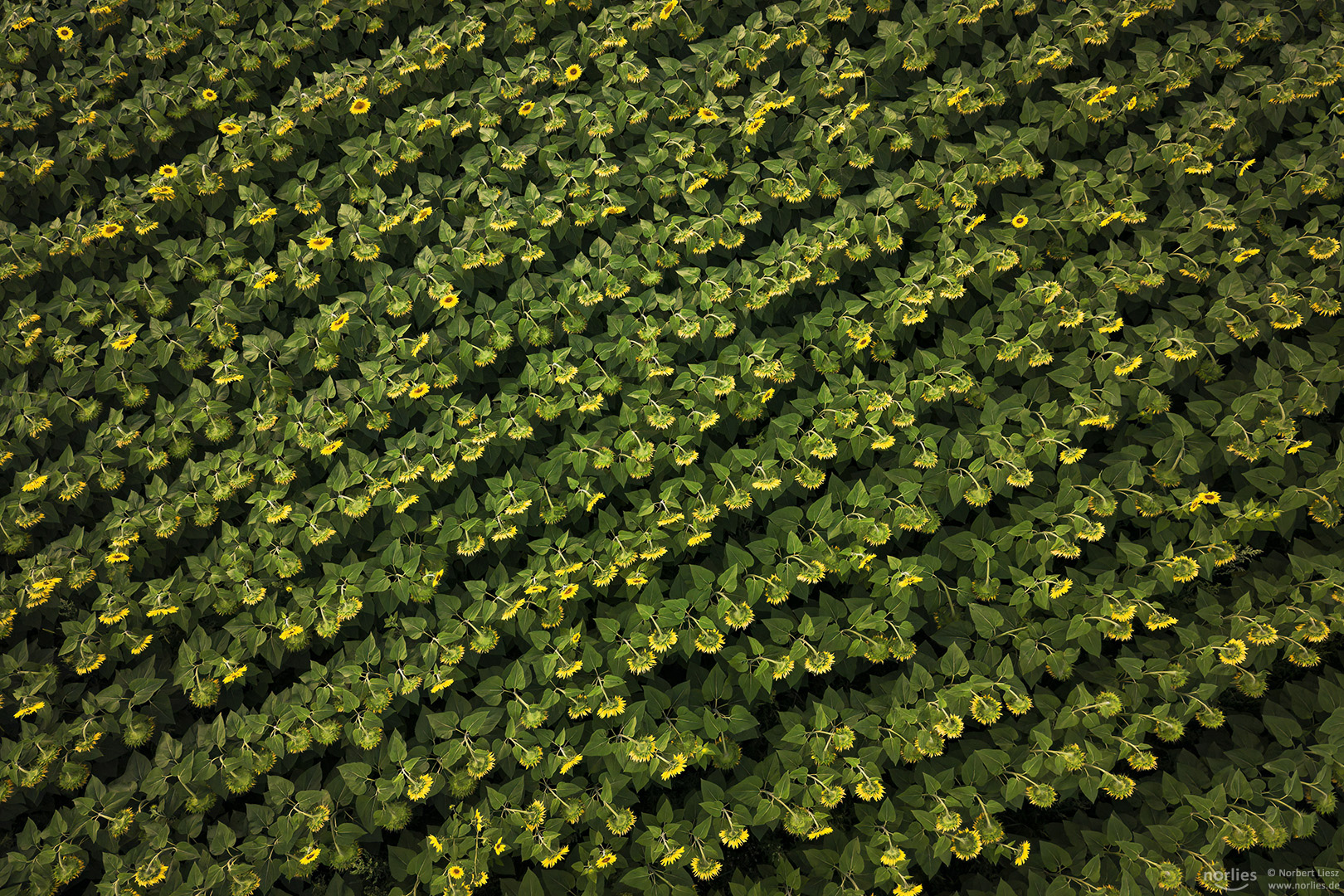 Sonnenblumen in Reihen