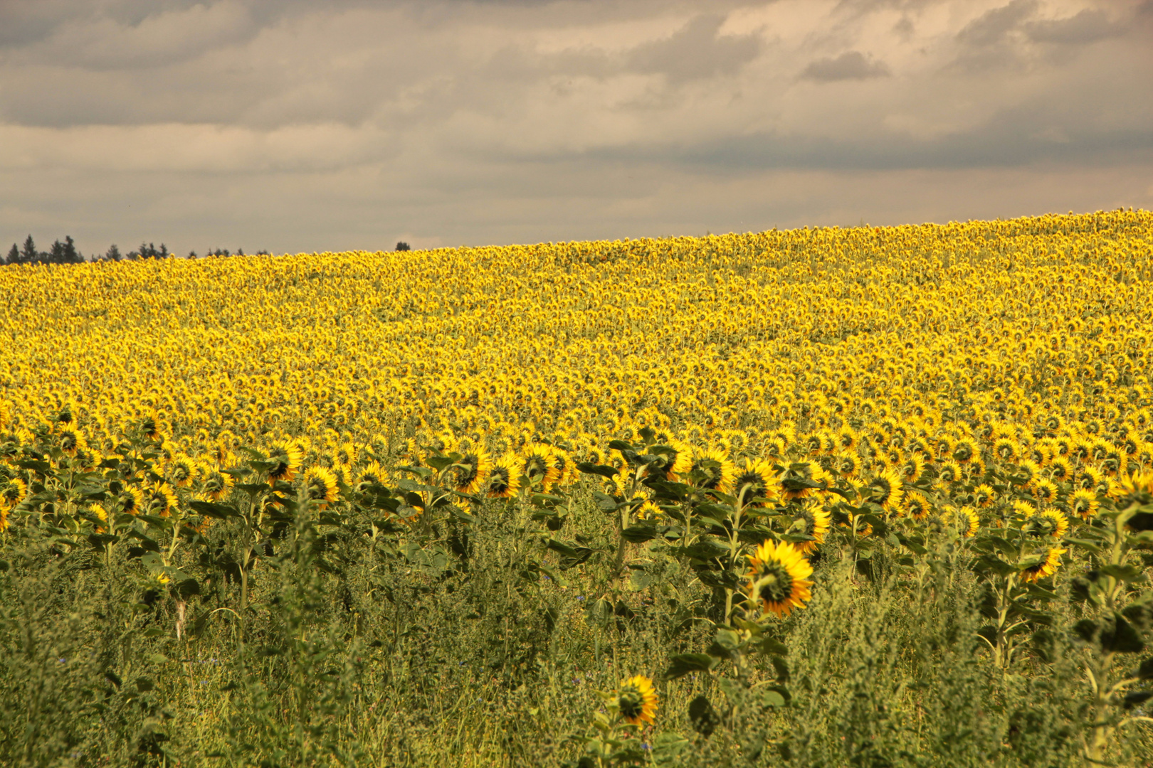 Sonnenblumen in Schräglage :-)