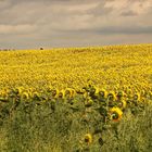 Sonnenblumen in Schräglage :-)