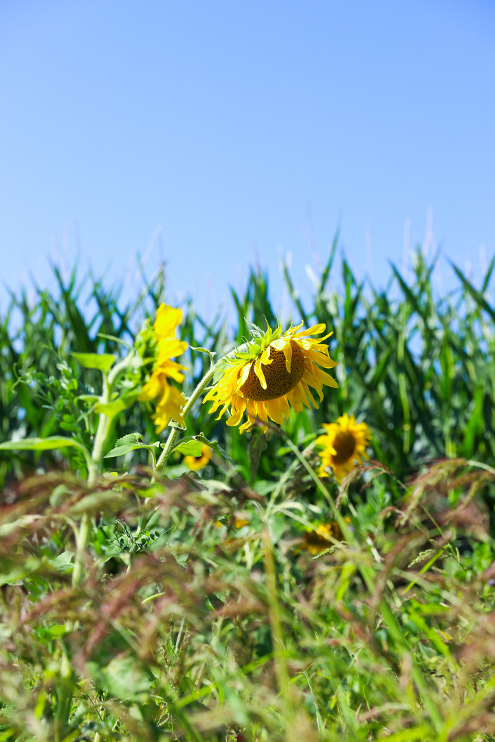 Sonnenblumen in Sommer 