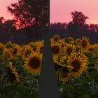 Sonnenblumen in Sperenberg     3D-X-View     Cha-Cha