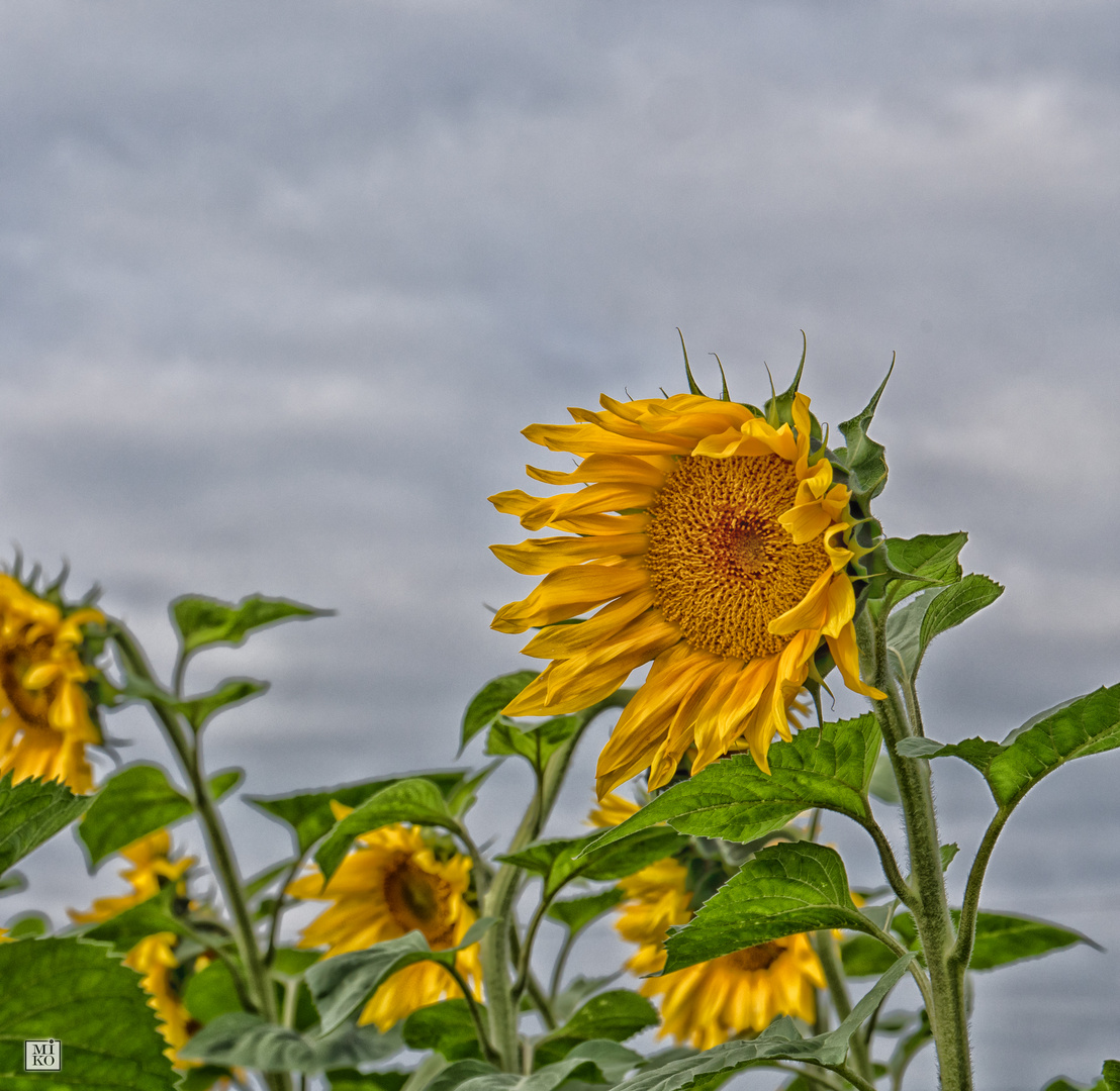 Sonnenblumen in Szene gesetzt