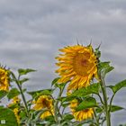 Sonnenblumen in Szene gesetzt