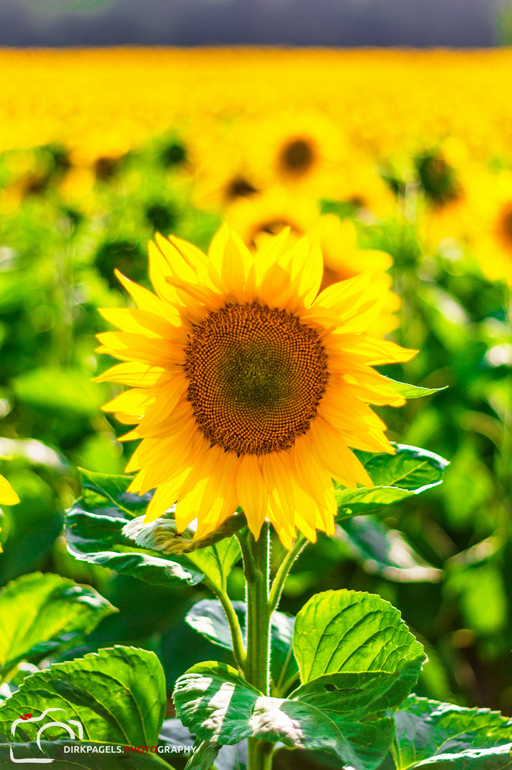 Sonnenblumen in Teltow