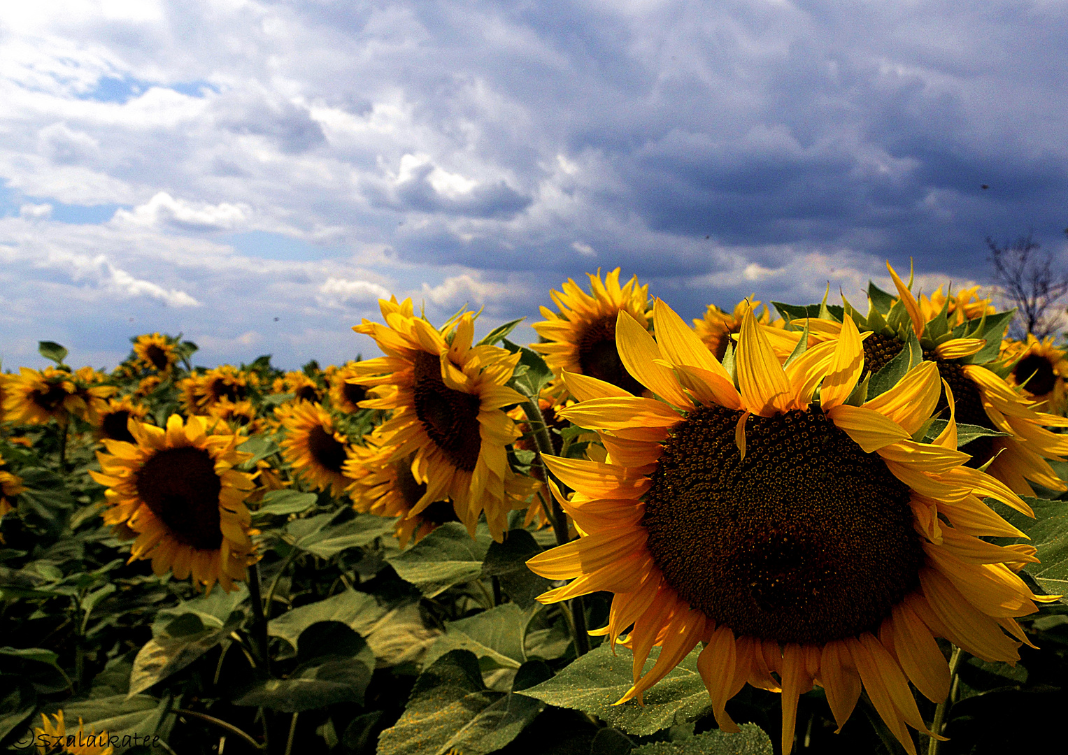 Sonnenblumen in Ungarn