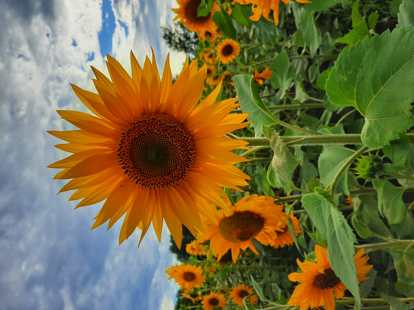 Sonnenblumen in voller Pracht
