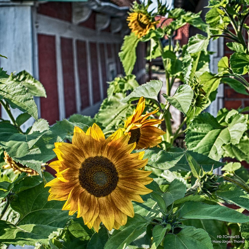 Sonnenblumen in Wischhafen (Elbe)