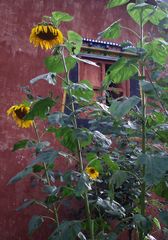 Sonnenblumen in Yunnan