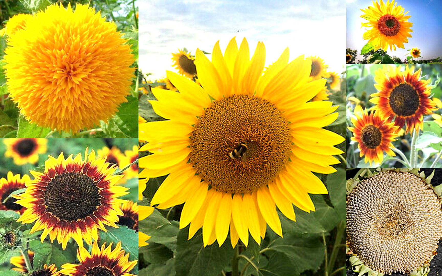 Sonnenblumen  -jetzt ist ihre Zeit !