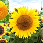 Sonnenblumen  -jetzt ist ihre Zeit !