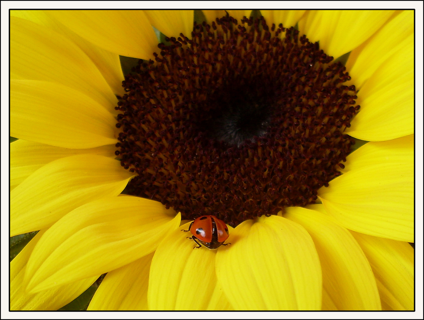 Sonnenblumen-Käfer ;-)