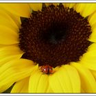 Sonnenblumen-Käfer ;-)