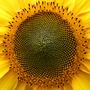 Sonnenblumen-Karussell von BeLa Del 