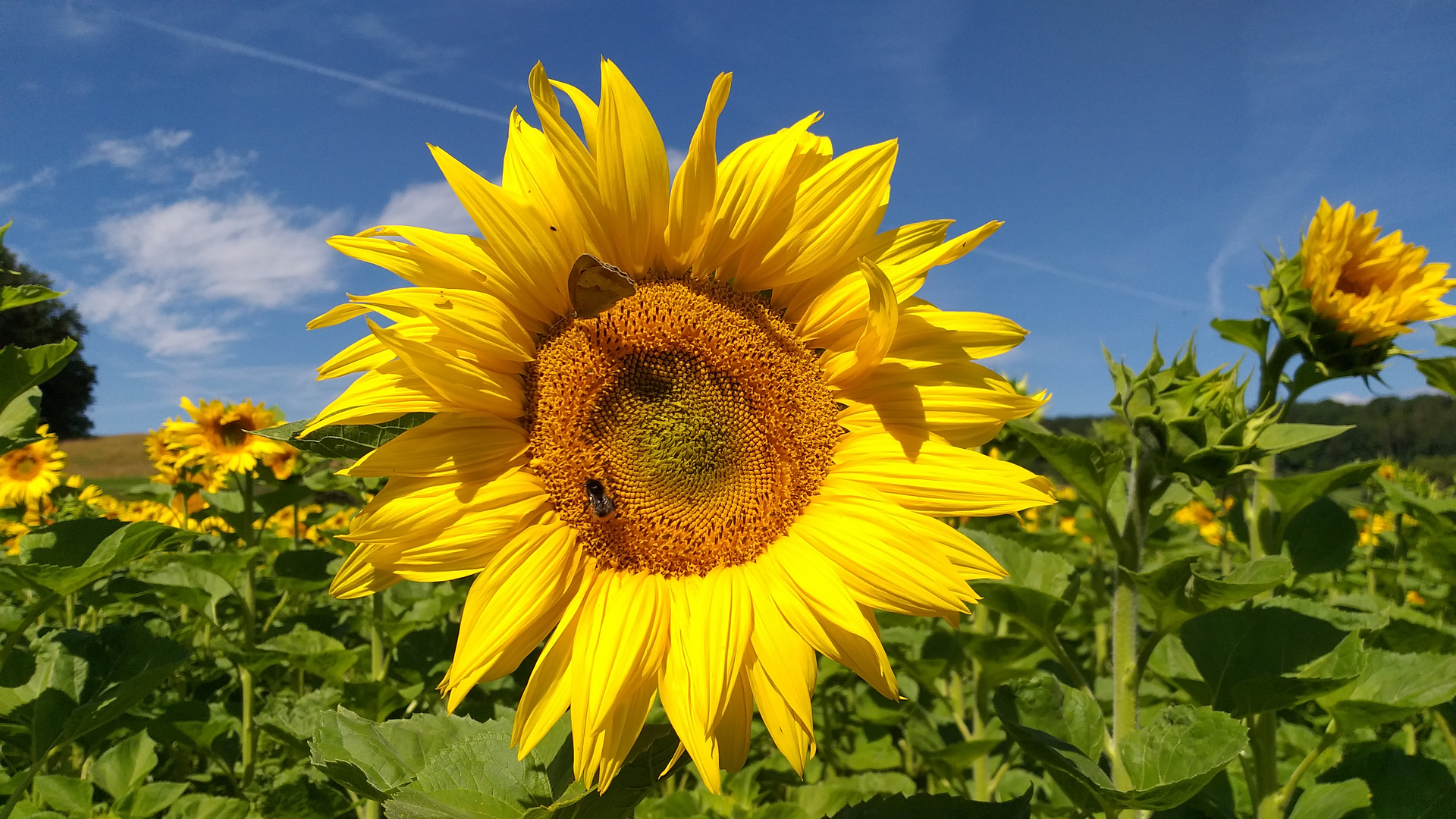 Sonnenblumen Klettgau-9-7-20