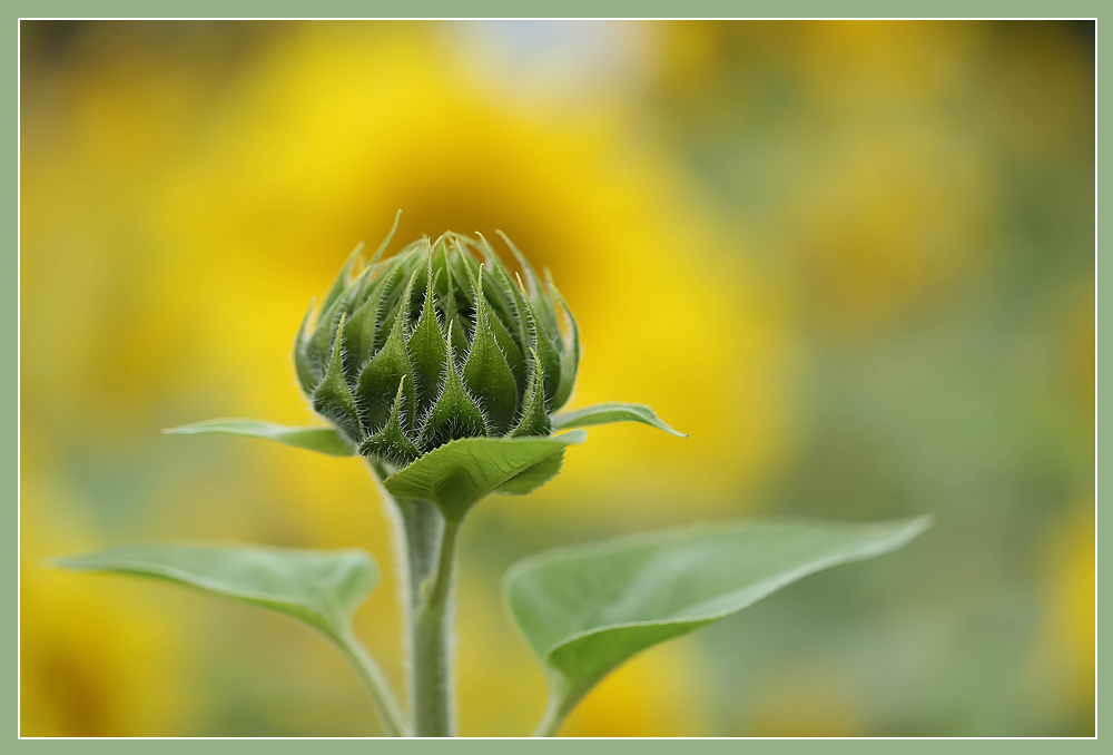 Sonnenblumen-Knospe