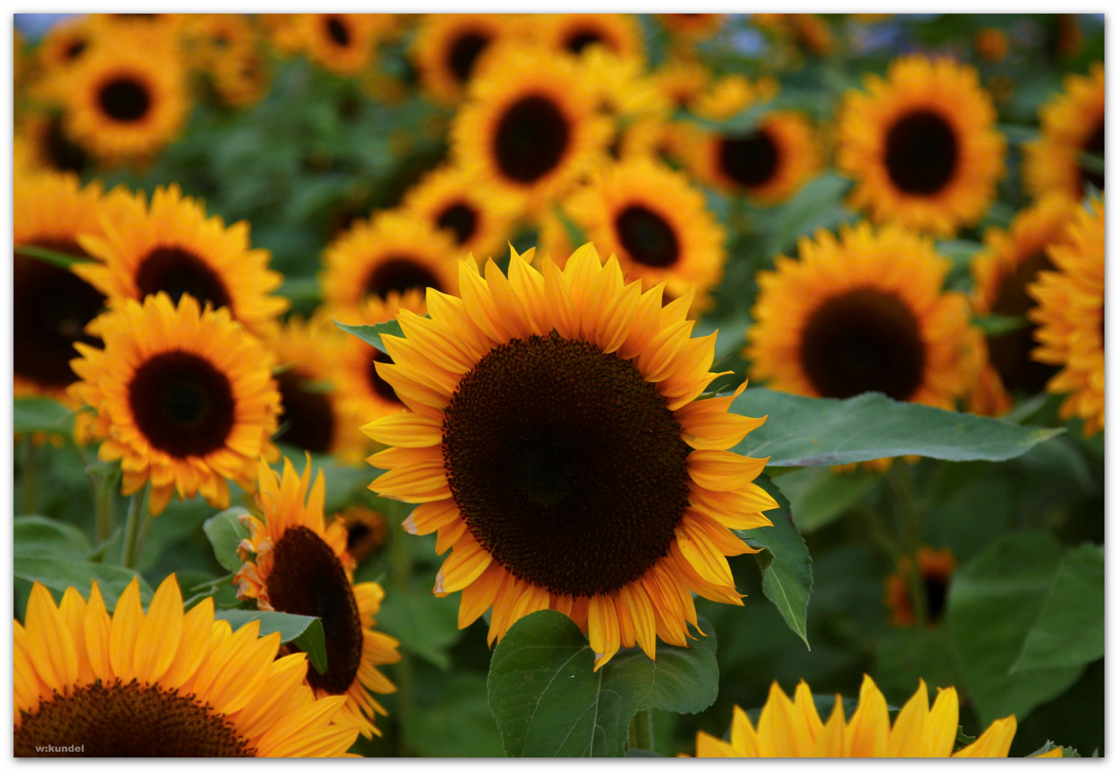 Sonnenblumen kommen